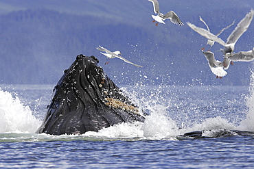 Adult humpback whales (Megaptera novaeangliae) cooperative bubble-net feeding in Iyoukeen Bay, southeast Alaska, USA.