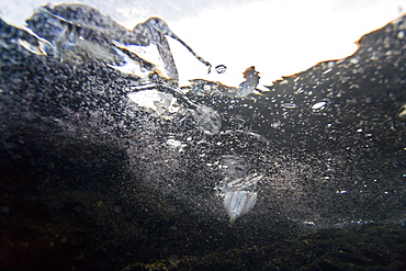 Adult brown pelican (Pelecanus occidentalis) in the Galapagos Island Group, Ecuador. Pacific Ocean.