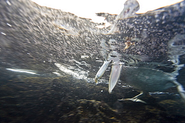 Adult brown pelican (Pelecanus occidentalis) in the Galapagos Island Group, Ecuador. Pacific Ocean.