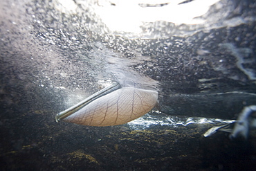 Adult brown pelican (Pelecanus occidentalis) in the Galapagos Island Group, Ecuador. Pacific Ocean.