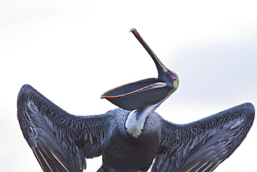 Adult brown pelican (Pelecanus occidentalis) in the Galapagos Island Group, Ecuador. Pacific Ocean.