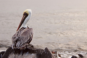 Adult brown pelican (Pelecanus occidentalis) in the Galapagos Island Group, Ecuador. Pacific Ocean.