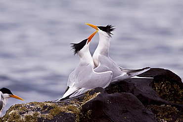 Elegant terns (Sterna elegans) nesting on Isla Rasa in the middle Gulf of California (Sea of Cortez), Mexico