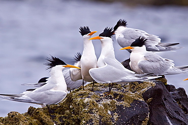 Elegant terns (Sterna elegans) nesting on Isla Rasa in the middle Gulf of California (Sea of Cortez), Mexico