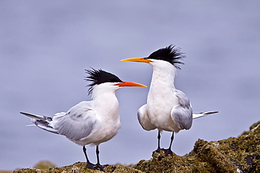 Elegant terns (Sterna elegans) nesting on Isla Rasa in the middle Gulf of California (Sea of Cortez), Mexico