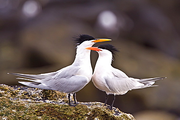 Elegant terns (Sterna elegans) nesting on Isla Rasa in the middle Gulf of California (Sea of Cortez), Mexico