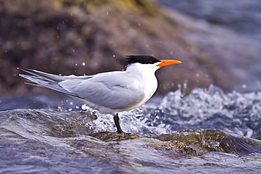 Elegant terns (Sterna elegans) nesting on Isla Rasa in the middle Gulf of California (Sea of Cortez), Mexico