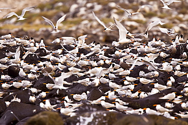 Elegant terns (Sterna elegans) nesting on Isla Rasa in the middle Gulf of California (Sea of Cortez), Mexico