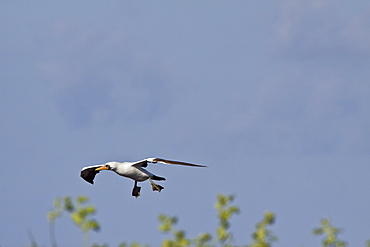 Adult Nazca booby (Sula grantii) nesting site on Punta Suarez on Espanola Island in the Galapagos Island Archipeligo, Ecuador. Pacific Ocean.