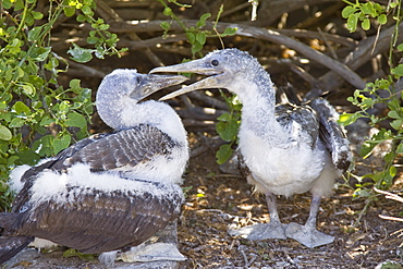 Two Nazca booby (Sula grantii) chicks at nesting site on Punta Suarez on Espanola Island in the Galapagos Island Archipeligo, Ecuador. Pacific Ocean.