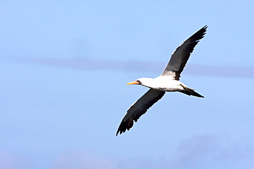 Adult Nazca booby (Sula grantii) in flight near nesting site on Punta Suarez on Espanola Island in the Galapagos Island Archipeligo, Ecuador. Pacific Ocean.