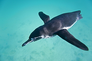 Adult Galapagos penguin (Spheniscus mendiculus) hunting fish underwater in the Galapagos Island Group, Ecuador