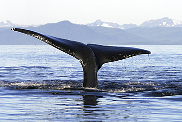 Adult Humpback Whale (Megaptera novaeangliae) fluke-up dive in Icy Straits, Southeast Alaska, USA. Pacific Ocean.