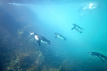 Adult Galapagos penguin (Spheniscus mendiculus) hunting fish underwater in the Galapagos Island Group, Ecuador