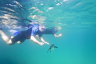 Adult Galapagos penguin (Spheniscus mendiculus) hunting fish underwater in the Galapagos Island Group, Ecuador