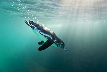 Adult Galapagos penguin (Spheniscus mendiculus) hunting fish underwater in the Galapagos Island Group, Ecuador