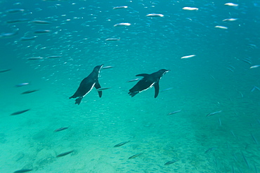 Adult Galapagos penguin (Spheniscus mendiculus) hunting fish underwater in the Galapagos Island Group, Ecuador