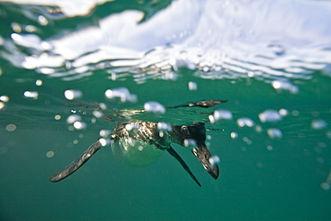 Adult Galapagos penguin (Spheniscus mendiculus) hunting fish underwater in the Galapagos Island Group, Ecuador