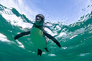 Adult Galapagos penguin (Spheniscus mendiculus) hunting fish underwater in the Galapagos Island Group, Ecuador