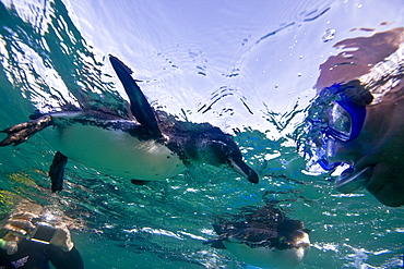 Adult Galapagos penguin (Spheniscus mendiculus) hunting fish underwater in the Galapagos Island Group, Ecuador