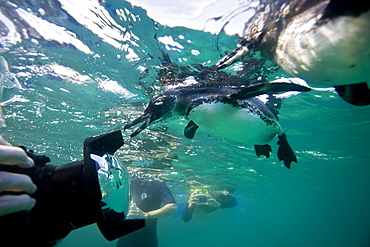 Adult Galapagos penguin (Spheniscus mendiculus) hunting fish underwater in the Galapagos Island Group, Ecuador