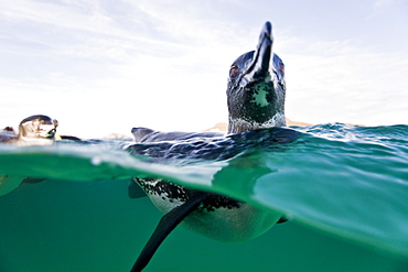 Adult Galapagos penguin (Spheniscus mendiculus) split view underwater in the Galapagos Island Group, Ecuador