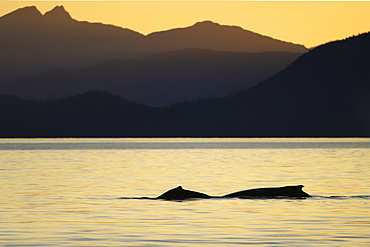 Two adult Humpback Whales (Megaptera novaeangliae) surfacing at sunset in Stephen's Passage, Southeast Alaska, USA. Pacific Ocean.