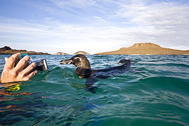 Adult Galapagos penguin (Spheniscus mendiculus) split view underwater in the Galapagos Island Group, Ecuador