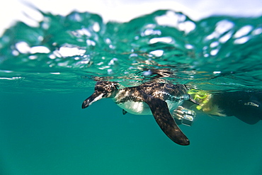 Adult Galapagos penguin (Spheniscus mendiculus) hunting fish underwater in the Galapagos Island Group, Ecuador