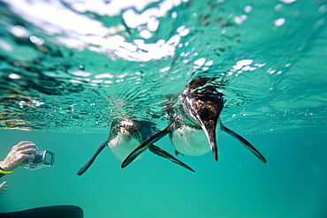 Adult Galapagos penguin (Spheniscus mendiculus) hunting fish underwater in the Galapagos Island Group, Ecuador