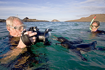 Adult Galapagos penguin (Spheniscus mendiculus) split view underwater in the Galapagos Island Group, Ecuador