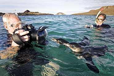 Adult Galapagos penguin (Spheniscus mendiculus) split view underwater in the Galapagos Island Group, Ecuador