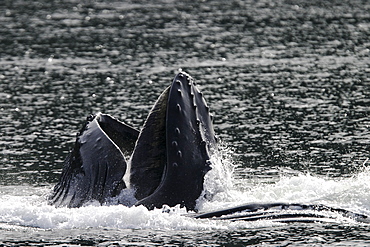 Adult Humpback Whales (Megaptera novaeangliae) cooperatively "bubble-net" feeding in Stephen's Passage, Southeast Alaska, USA. Pacific Ocean.