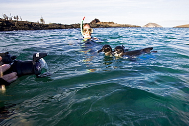 Adult Galapagos penguin (Spheniscus mendiculus) split view underwater in the Galapagos Island Group, Ecuador