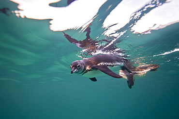 Adult Galapagos penguin (Spheniscus mendiculus) hunting fish underwater in the Galapagos Island Group, Ecuador