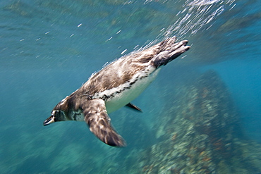 Adult Galapagos penguin (Spheniscus mendiculus) hunting fish underwater in the Galapagos Island Group, Ecuador