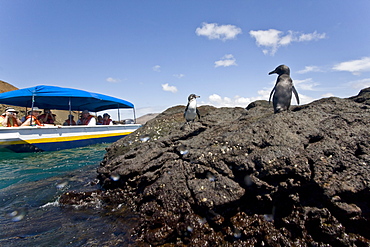 Adult Galapagos penguin (Spheniscus mendiculus) in the Galapagos Island Group, Ecuador