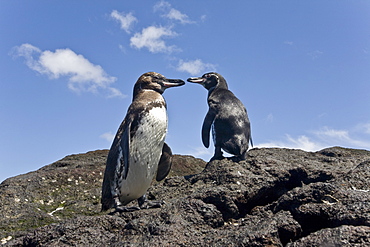 Adult Galapagos penguin (Spheniscus mendiculus) in the Galapagos Island Group, Ecuador