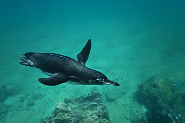 Adult Galapagos penguin (Spheniscus mendiculus) hunting fish underwater in the Galapagos Island Group, Ecuador