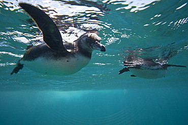 Adult Galapagos penguin (Spheniscus mendiculus) hunting fish underwater in the Galapagos Island Group, Ecuador