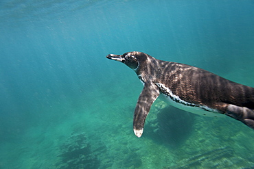 Adult Galapagos penguin (Spheniscus mendiculus) hunting fish underwater in the Galapagos Island Group, Ecuador