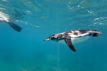 Adult Galapagos penguin (Spheniscus mendiculus) hunting fish underwater in the Galapagos Island Group, Ecuador
