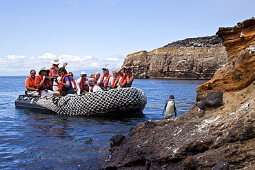 Adult Galapagos penguin (Spheniscus mendiculus) with Zodiac group in the Galapagos Island Group, Ecuador