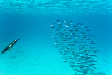 Adult Galapagos penguin (Spheniscus mendiculus) hunting fish underwater in the Galapagos Island Group, Ecuador