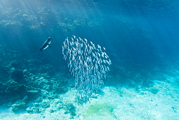 Adult Galapagos penguin (Spheniscus mendiculus) hunting fish underwater in the Galapagos Island Group, Ecuador