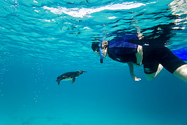 Adult Galapagos penguin (Spheniscus mendiculus) hunting fish underwater in the Galapagos Island Group, Ecuador