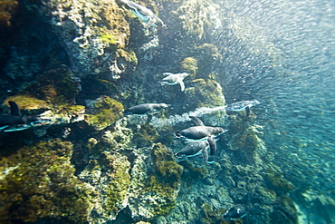 Adult Galapagos penguin (Spheniscus mendiculus) hunting fish underwater in the Galapagos Island Group, Ecuador