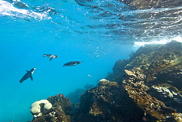 Adult Galapagos penguin (Spheniscus mendiculus) hunting fish underwater in the Galapagos Island Group, Ecuador