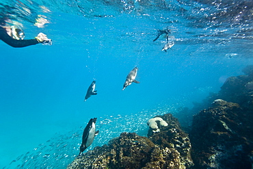 Adult Galapagos penguin (Spheniscus mendiculus) hunting fish underwater in the Galapagos Island Group, Ecuador