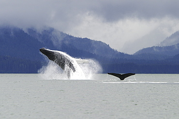 Humpback Whale (Megaptera novaeangliae) breaching in Stephen's Passage, Southeast Alaska, USA. Pacific Ocean.
(Restricted Resolution - please contact us)